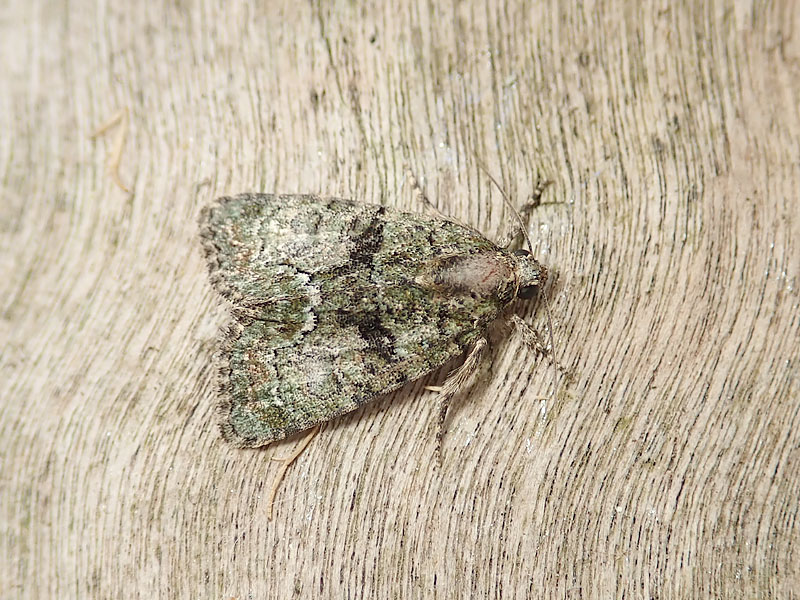 Falene da identificare: Cryphia sp. - Noctuidae